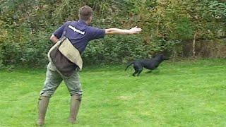 Gundog training Teaching directions