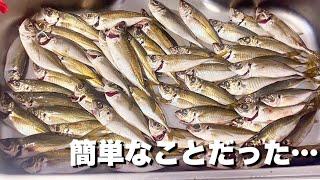 アジングで釣れない理由が判明した衝撃の結果