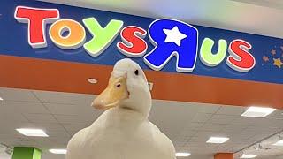 I took my duck to Toys R Us