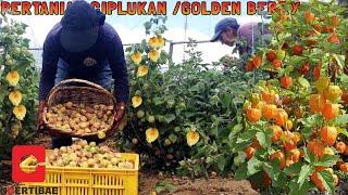 Pertanian Modern Golden berry atau ciplukan di Meksiko