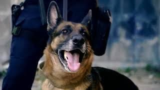 Discover the Top 10 Protective Dog Breeds  German Shepherd  Cane Corso