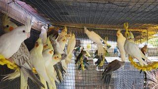 MY NATURAL AVIARY OF COCKATIEL BIRDS Secret to A Successful Cockatiel bird Breeding