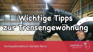 Verlasspferdekurs Sandra Fencl Wichtige Tipps zur Trensengewöhnung