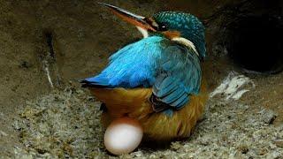 Close Up View as Kingfisher Lays Eggs  Discover Wildlife  Robert E Fuller