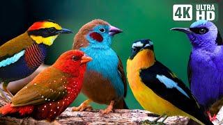 Relaxing Bird Sounds  Breathtaking Beautiful Nature  Healing Birds Sound  Scenic Scenes
