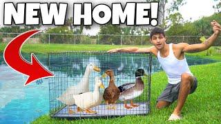 Transferring ALL My PET DUCKS To DREAM HOME