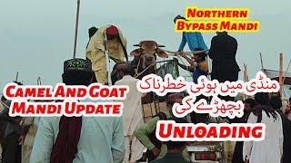 Mandi Me Unload Hua Khatarnaak Bachra. Camel And Goat Mandi Update. Northern Bypass Mandi 2024