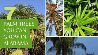 7 Palm Trees You Can Grow in Alabama