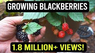 Growing Blackberries in Containers The Complete Guide