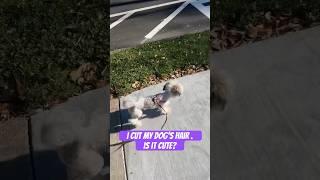 I CUT My Dog Hair . Is It Cute? #shorts #viral #trending #dog Poodle Groomer