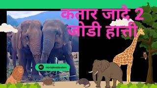 elephants send to Qatar nepal to Qatar animal