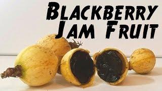 Blackberry jam fruit review The fruit that looks like jam - Weird fruit explorer Ep 265