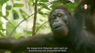 Darum benutzen wir Peilsender  BOS  orangutan.de