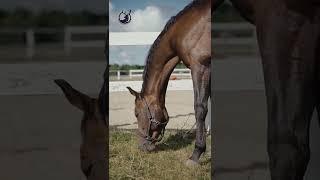 Most Powerful Horse Breed in the world  Wildlife Adventure #shorts