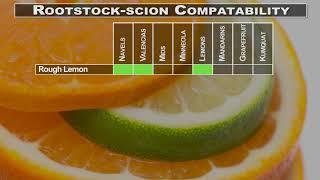 Citrus Propagation 3. Citrus Rootstocks