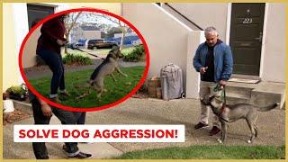 How to Solve Dog Aggression  Dog Nation