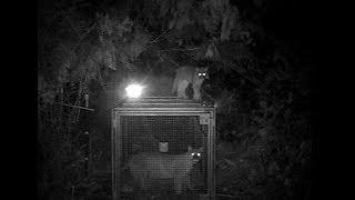 Cougar in a live trap Mountain Lions in Whatcom County