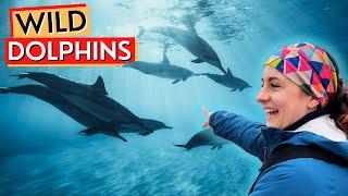 WILD DOLPHIN SPOTTING Off The Isle Of Skye Life In Our 1840s Cottage - Ep73