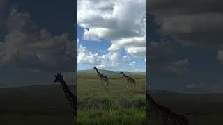 Magical Mara  #shorts #africa #giraffe