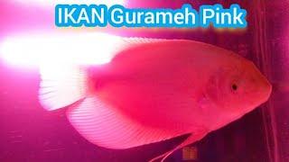 GURAMEH PADANG PINK