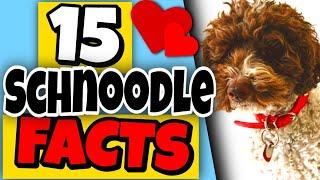 15 Facts About Schnoodles You Should Know  Schnoodle Dogs 101