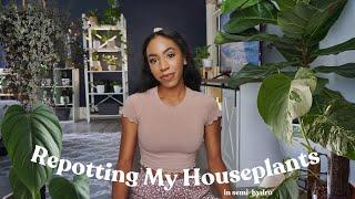 Repotting My Houseplants In Semi-Hydro  Philodendron Colombia Pilea Glauca Monstera Albo Etc 