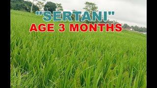 Seeing the Rice Fields of Sertani 30 days Old