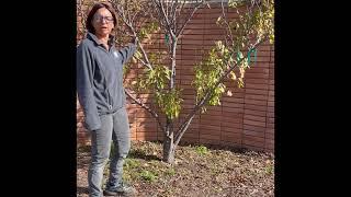 PRUNING A PLUM TREE