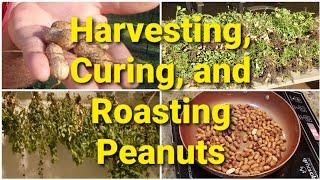 Harvesting Curing and Roasting Peanuts