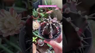 Blooming Cactus #gymnocalycium