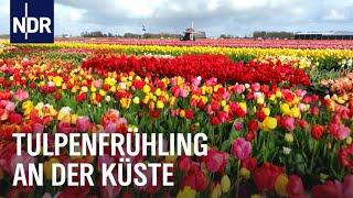 Tulpenfrühling in den Niederlanden  Nordseereport  NDR Doku