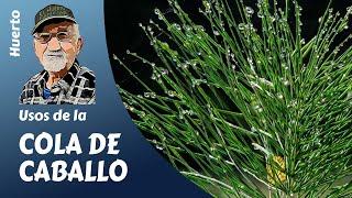 COLA DE CABALLLO HORSETAIL UN PODEROSO FUNGICIDA PARA NUESTROS HUERTOS