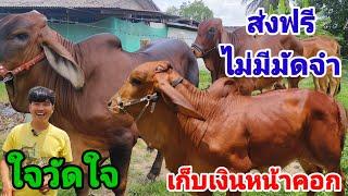 29 มิ.ย.67 วัวงามขายถูก ส่งฟรี ไม่มีมัดจำ เก็บเงินปลายทาง เอ็ดบุรีรัมย์