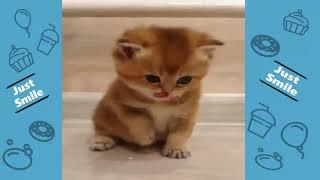 Most Funniest Cute Animals - Try Not to Laugh - Funny Animals Life