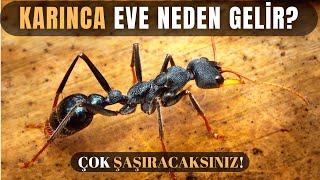 Evde Karınca Olmasının Sebebini Duyunca Çok Şaşıracaksınız