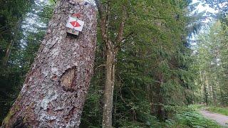 Mittelweg von Kaltenbronn bis zur Grünhütte und zurück