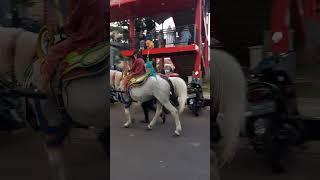 Kuda poni kuda putih viral ፈረስ #kuda #horse