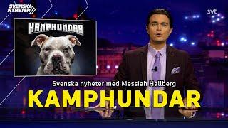 Svenska nyheter – Kamphundar