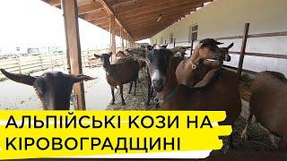 Головна особливість альпійських француженок в їхньому корисному молоці