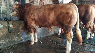 SAPI SIMMENTAL DIKANDANG LAMA HENDRA MKM