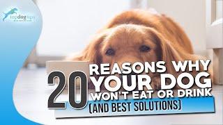 20 Reasons Why Your Dog Won’t Eat or Drink And Best Solutions