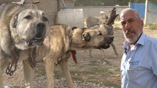 60 YILLIK KÖPEKÇİNİN SALDIRGAN ÇOBAN KÖPEKLERİ VE KANGAL KÖPEĞİ  40 TANE KOYUNU YİYEN DEV KURTLAR