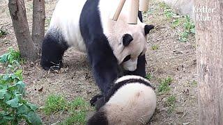 Clingy Panda Cub Got Slapped By His Mama Part 2  Kritter Klub
