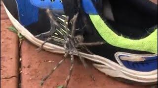 Large Huntsman Spider Crawls Out Of Childs Shoe