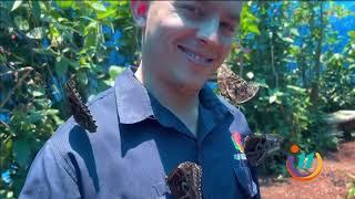 Visitamos la casa de las mariposas morpho azules