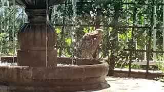 Coopers Hawk in our Fountain II