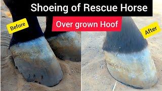 Hoof Restoration of overgrown Hoof of Rescue Horse #satisfying #oddlysatisfying #asmr #asmrsounds