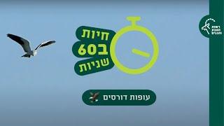 חיות ב-60 שניות דורסים מלכי השמיים