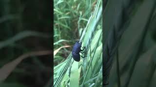 #nature #beatle #like  #käfer #insektenwelt #insects #insect #live #insekt #insekten #insektenschutz