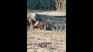 Amazing  Komodo Dragon